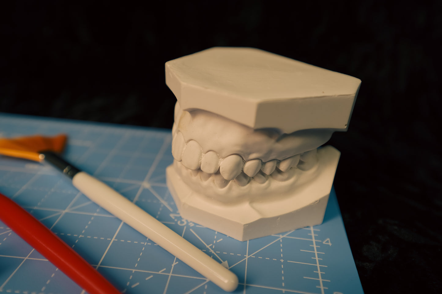 Dental Stone Jaw Model